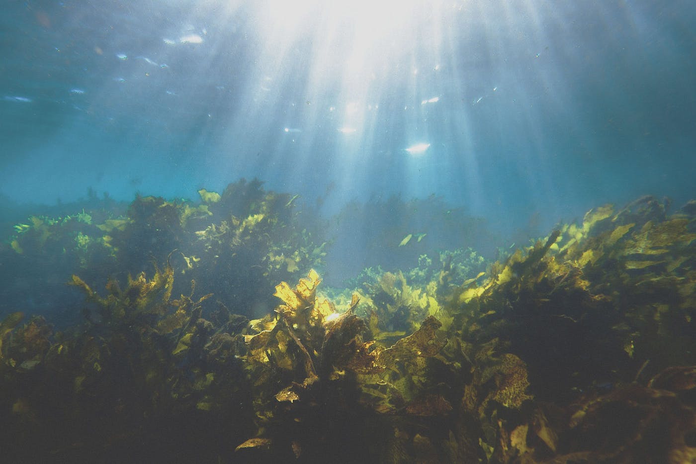 Kelp forest