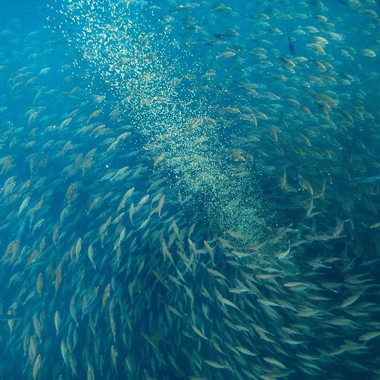 Ocean farms