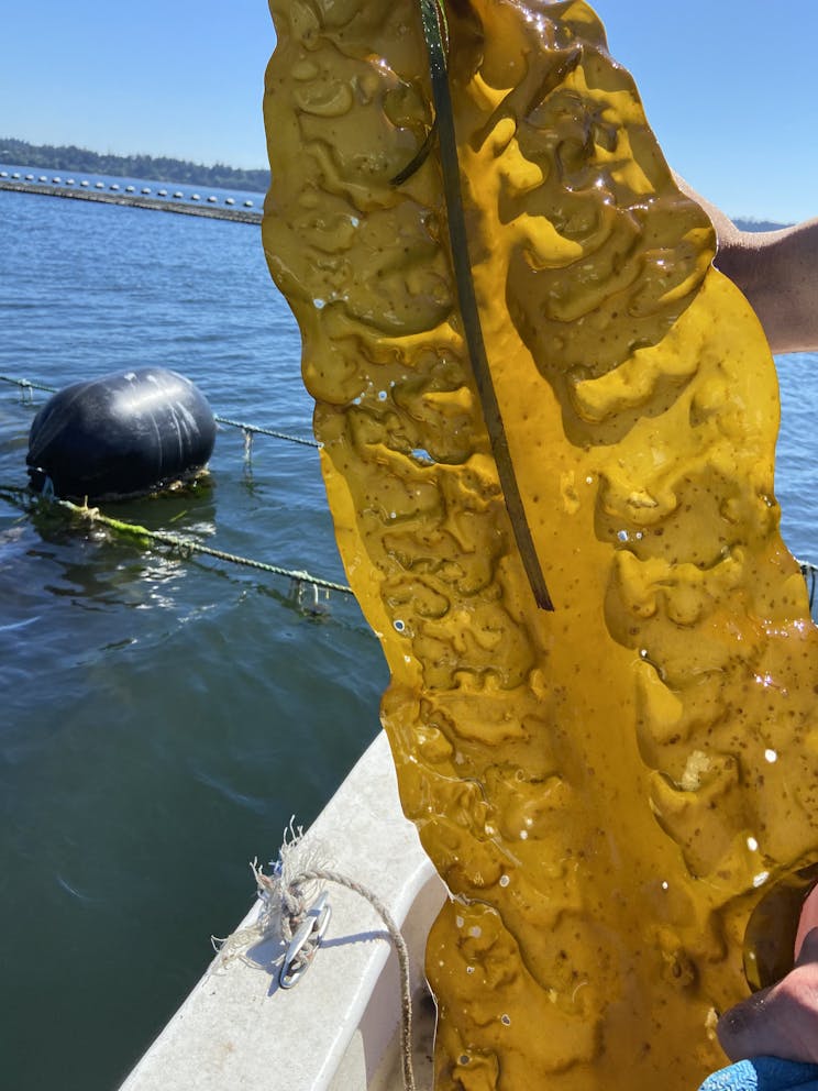 Sugar kelp being harvested at the farm