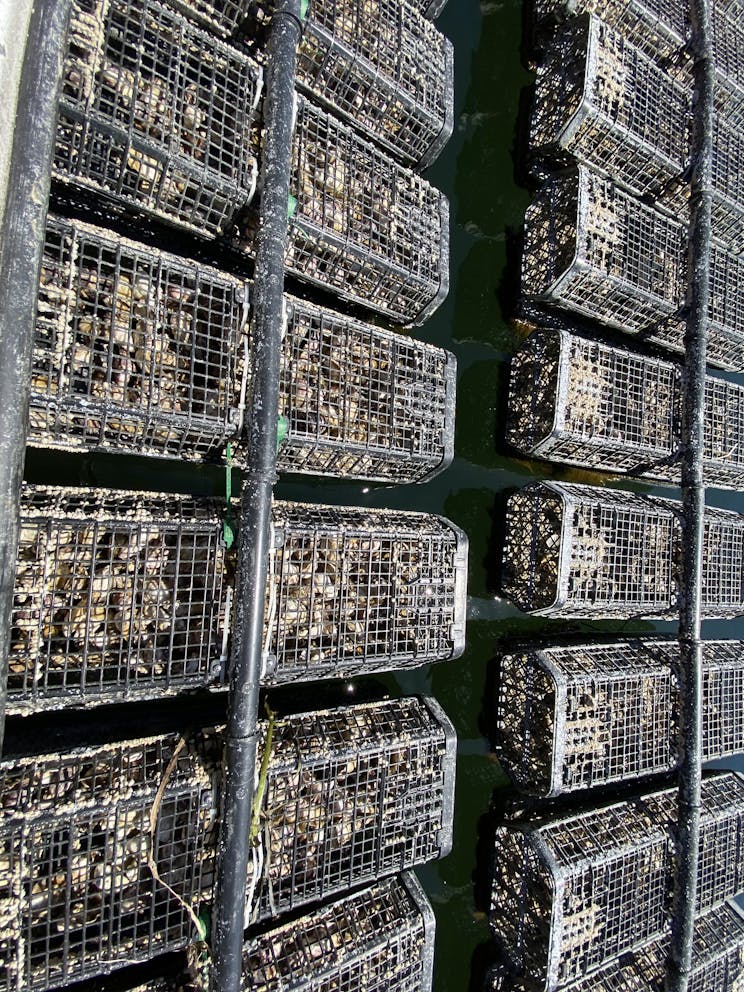 Oyster cages filled with prouct