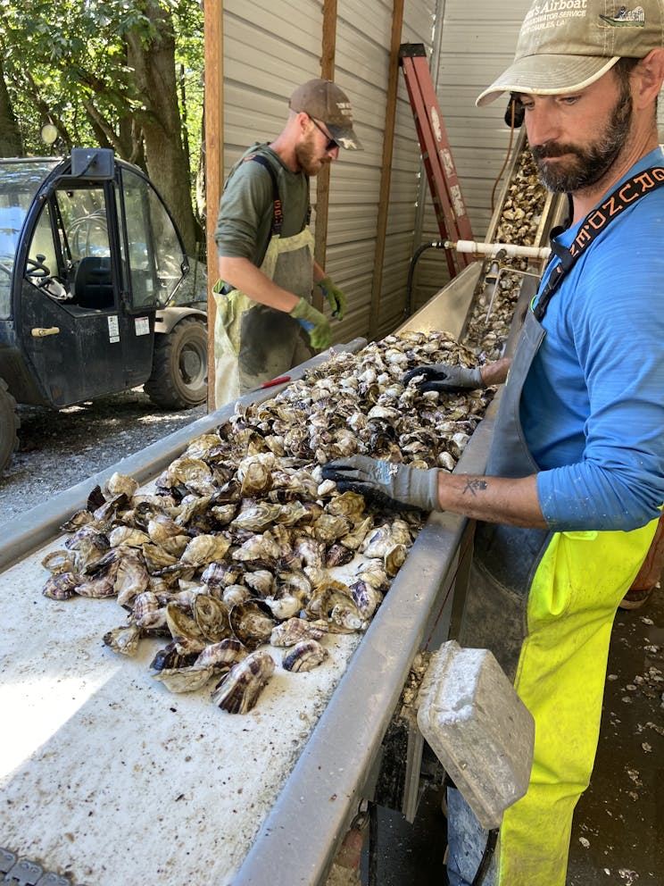 Farm staff process the oysters
