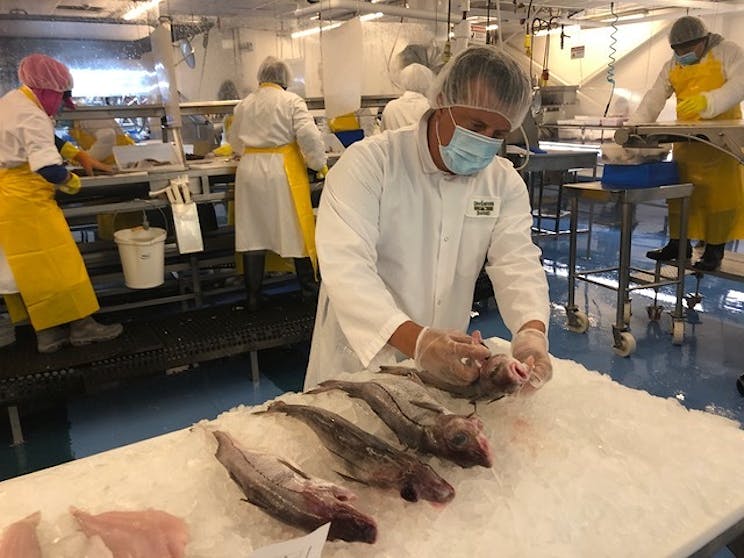 A fisheries worker filleting and prepping Haddock for sale.
