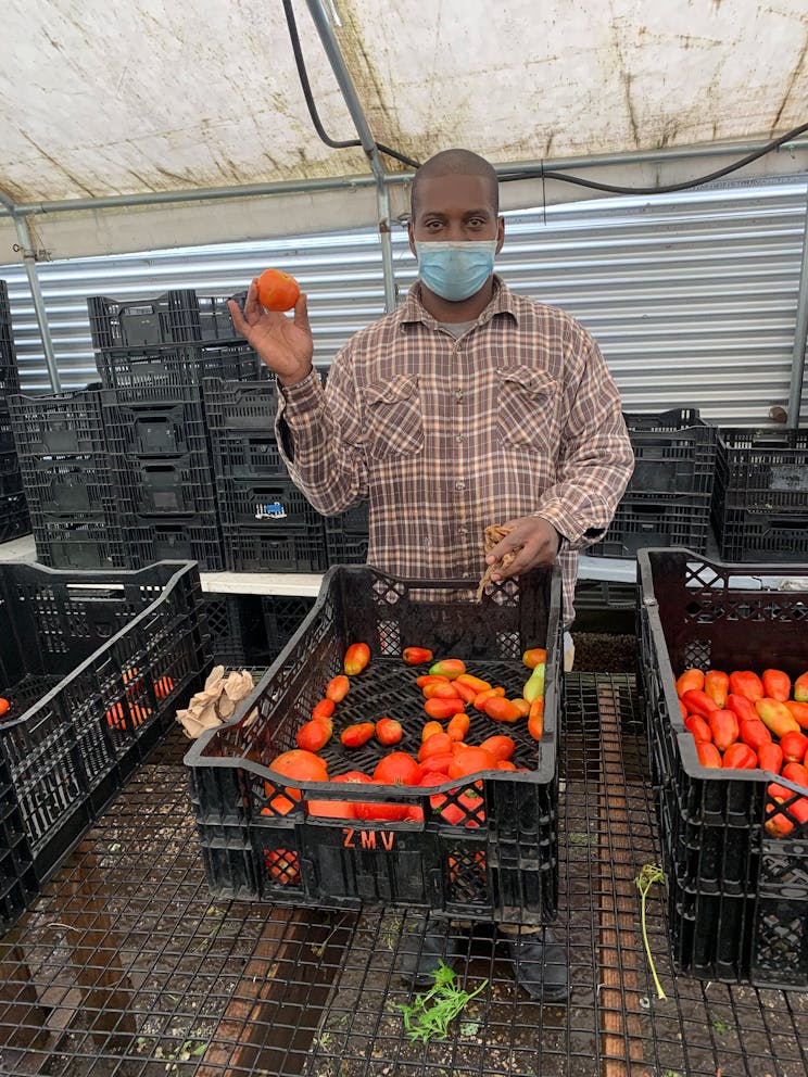 Man displays fresh tomatoes.