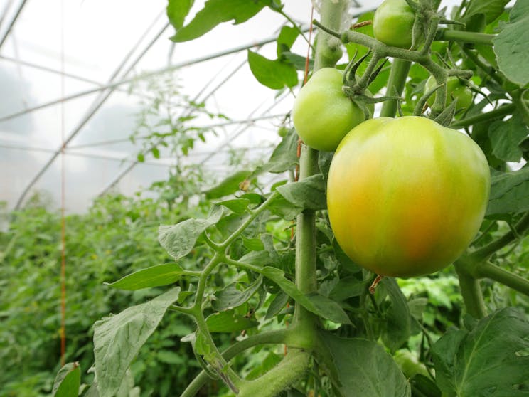 Green Tomato in a greenhouse at Growing Home in Englewood.