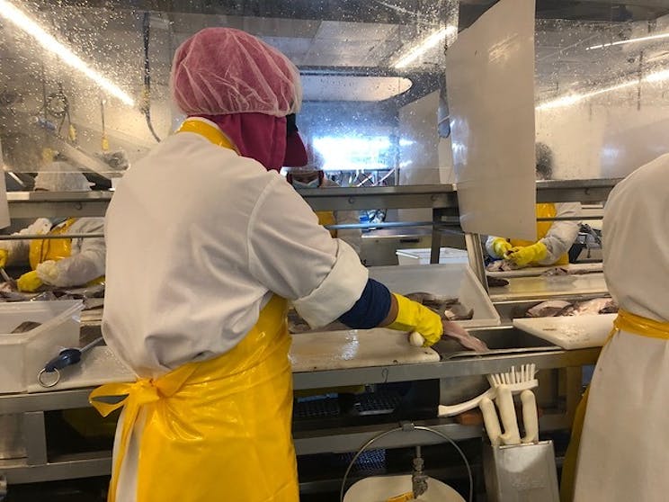 A fisheries worker filleting fish caught in the ocean.