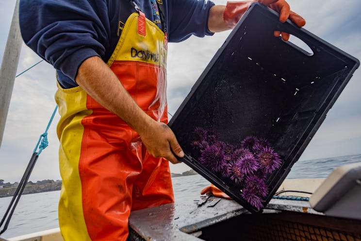 Dumping bin of purple urchins