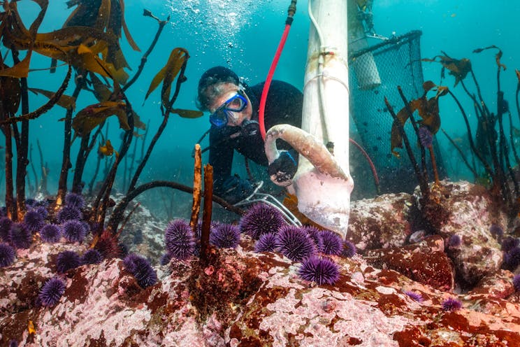 Scuba diver examining urchins