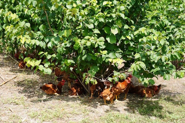 Chickens under a bush on a regenerative farm in the Midwest.