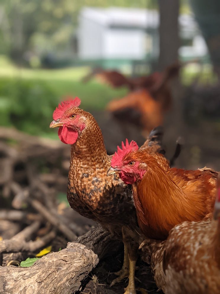 Chickens on a regenerative agriculture poultry farm in the Midwest